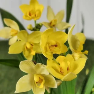 Spathoglottis plicata 'Yellow' Ground Orchid