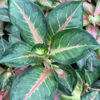 Aglaonema Pink Cabbage