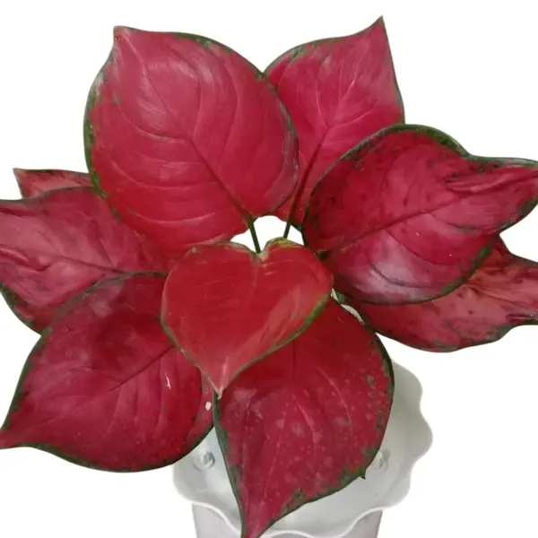 Aglaonema Fuji Red