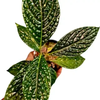 Ardisia odontyphyllia