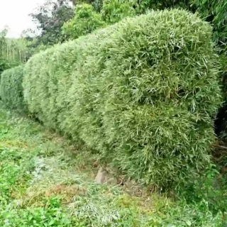Bambusa glaucophylla - Malay Dwarf Variegated Bamboo