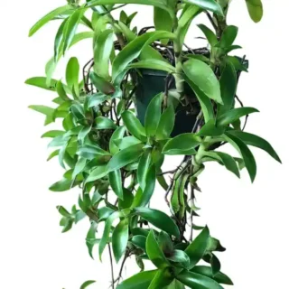 Basket Plant (Callisia fragrans)