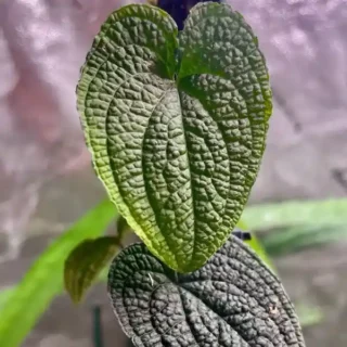 Anthurium Clidemioides