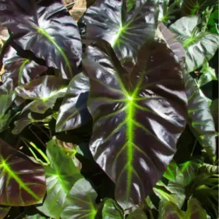 Colocasia Coal Miner