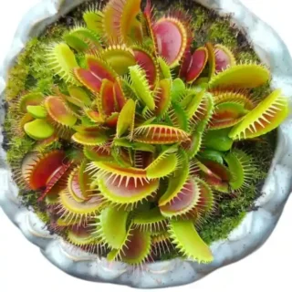 Venus Flytrap, Dionaea Muscipula
