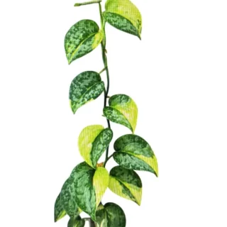 Scindapsis Geulis Verigated - Rare