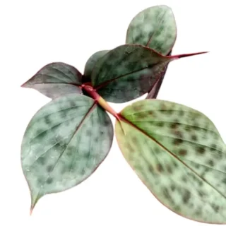 Etlingera Brevilabrum