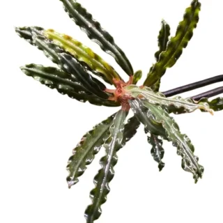 Fenestratum Mulyadii