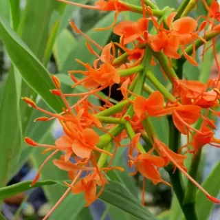Hedychium coccineum 'Disney'