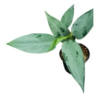 Aglaonema Pumilum