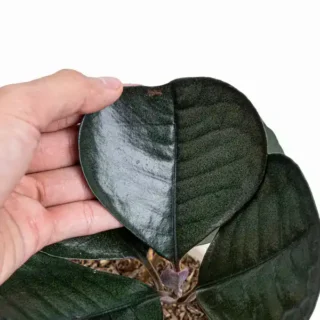 Labisia SP Black Love