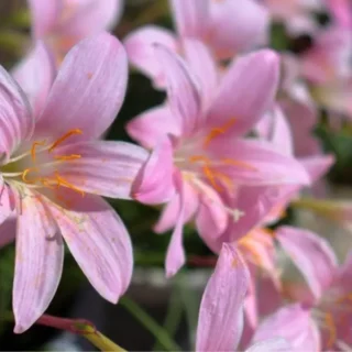 zephyranthes carinata , Rain Lily Big light Pink - Plantzone