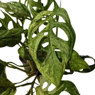 Monstera Adansonii Mint