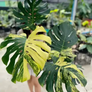 Monstera Deliciosa Yellow Marilyn