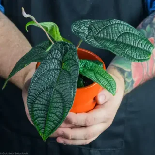 Piper Permatum - Rare