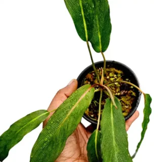 Homalomena Sp