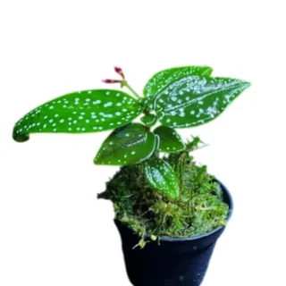 Sonerila sp. 'White Butterfly