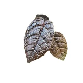 Pterisanthes Sp - Brown