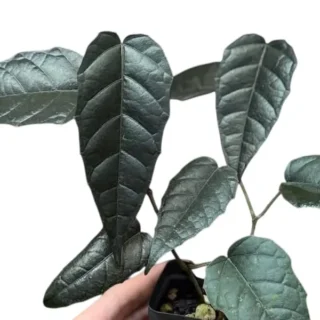 Pterisanthes sp. Narrow