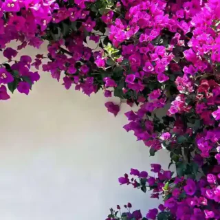 Bougainvillea Violet September