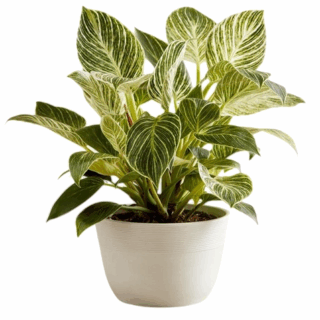 Philodendron Birkin Mini