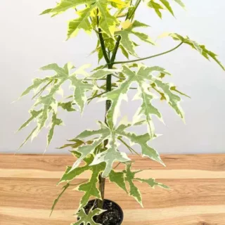 Variegated Maya Spinach Tree