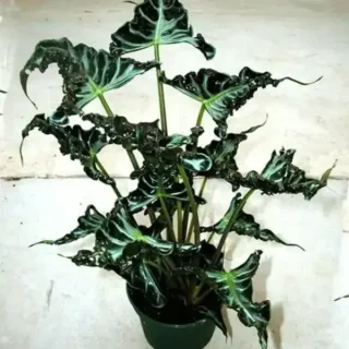 Alocasia Loco