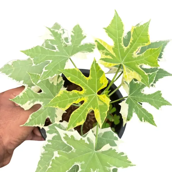 Variegated Maya Spinach Tree