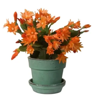 Schlumbergera Orange, Christmas Cactus Orange