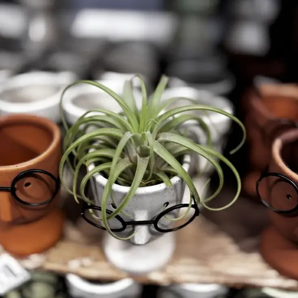 Cute Human Face Ceramic Planter– Perfect for Airplants, Succulents & More