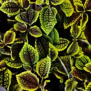 Moon Valley friendship plant