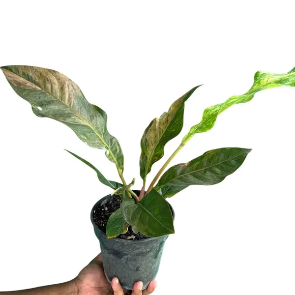 Anthurium Hookeri Tricolor - Image 3