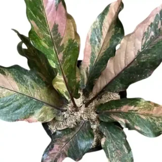 Anthurium Hookeri Tricolor