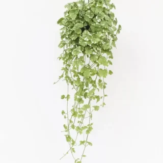 Glechoma Hederacea Variegated,Ground Ivy Variegated