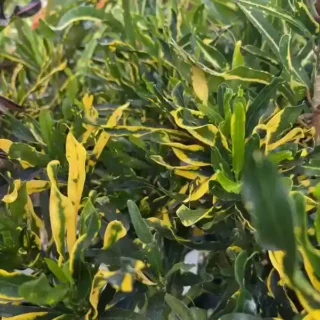 Codiaeum Twist and Point