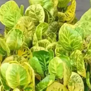 Yellow Croton - Codiaeum variegatum Yellow