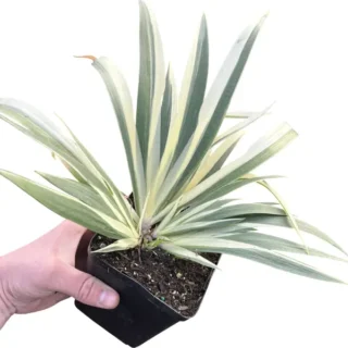 Iris Japonica Aphrodite Variegated