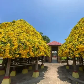 Cat’s Claw Creeper Live Plant Best Flowering Creeper-Pack Of 10