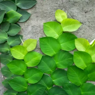 Rhaphidophora Hayi Plant Buy Online-Pack Of 10