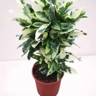Croton Codiaeum variegatum Tamara