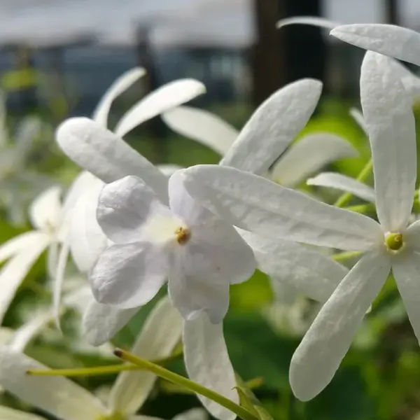 Petrea volubilis 'White'