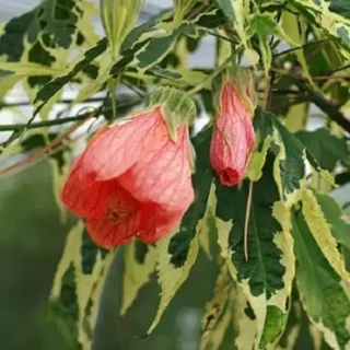 Variegated Abutilon 'Souvenir De Bonn' - Live Plant
