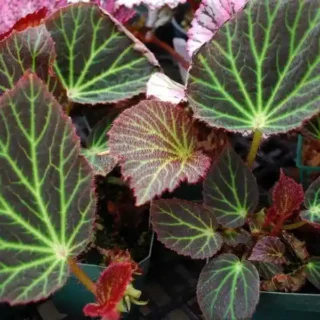 Begonia chloroneura