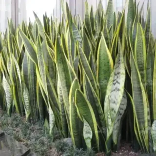 Sansevieria Trifasciata Laurentii Snake Plant