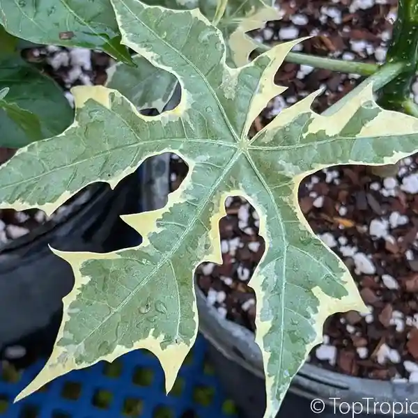 Variegated Maya Spinach Tree