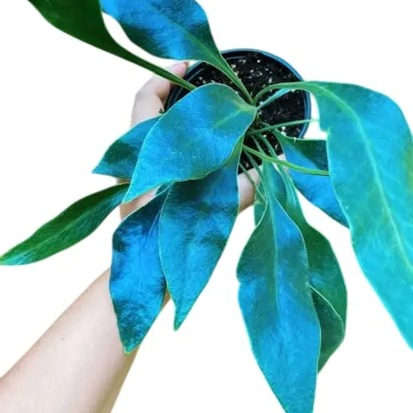 Microsorum siamensis (Blue Iridiscent Fern)