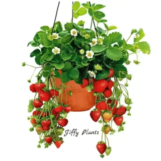 Strawberry Plant