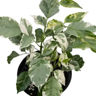 China Doll Variegated