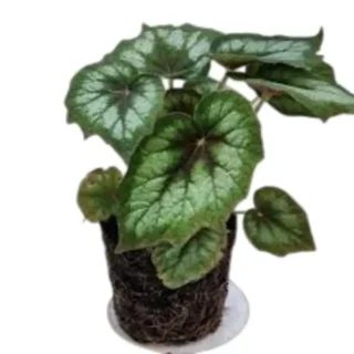 Rex Begonia Palmata
