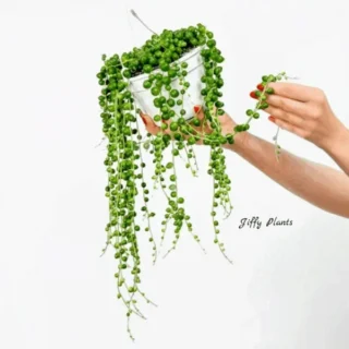 String Of Pearls